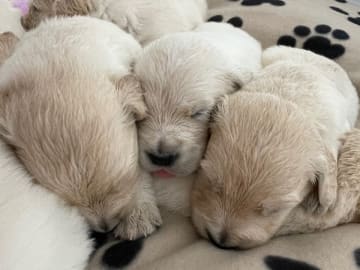 Golden retriever · Björklinge · Guess