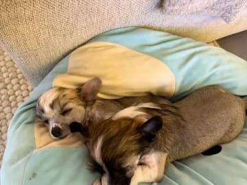 Chinese crested · Lørenskog · Marit Bakke Garden mongli
