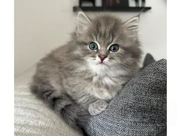 Sibirisk katt · Skogås · SE*Bergsgläntans