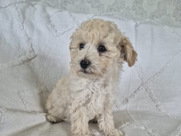 Maltipoo · Hässleholm · Daniela K.