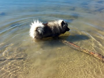 Keeshond · Sala · Shadows Sapphires