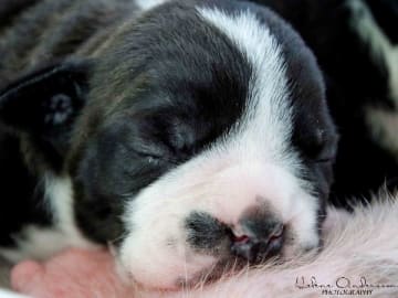 Continental Bulldog · Harestad · Hogwart's