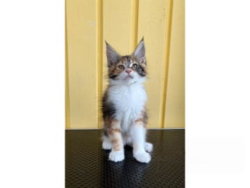 Maine Coon · Motala · SE*Knäkattens