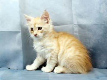 Maine Coon · Västra Frölunda · Dagdrivarn