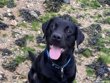 Labrador Retriever · Kågeröd · Johan F.