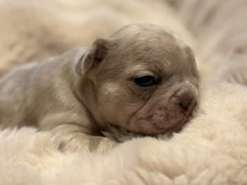 French Bulldog · Hörby · Chubby cheeks
