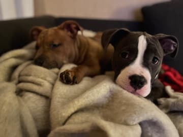 American bully