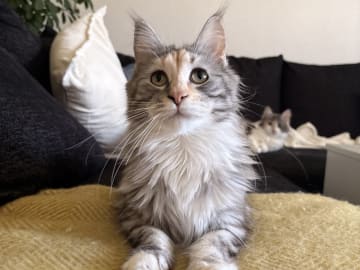 Maine Coon · Bjursås · Estelle W.