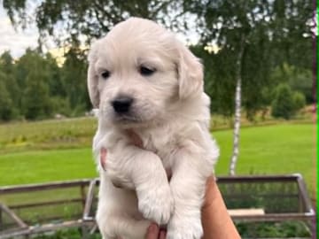 Golden retriever · Nybro · Amore Waves