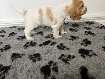 Cocker spaniel · Enhörna · Norris Dream Cocker