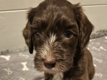 Labradoodle · Skultuna · Björn M.