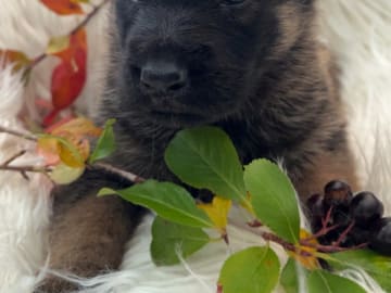 German Shepherd Dog · Liden · Snömarkens