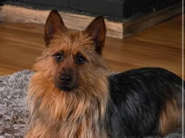 Australisk terrier · Røkland · Linn Iris Jansen