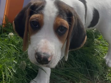 Halden Hound (Haldenstøver) · Tangen · Lykkelosberget