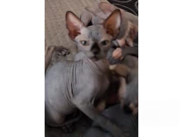 Sphynx · Stockholm · SE*LilyAnna