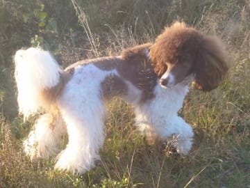 Pudel, mellan · Hjortkvarn · Hjortkvarns Cavapoo