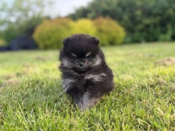 Pomeranian · Lem St · Marianne Elaine Nielsen