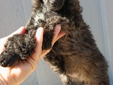 Hjortkvarns Cavapoo