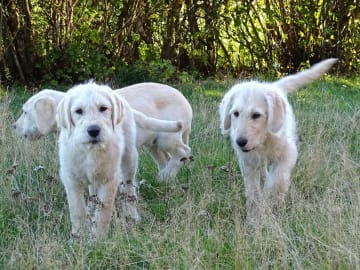 Labradoodle · överkalix · Humlehjarta