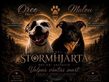 Stormhjärta