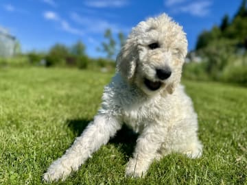 Goldendoodle · Västerlanda · Lugnets kennel