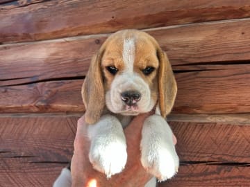 Beagle · Hallstahammar · Lena Linder