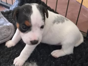 Parson russell terrier · Ljungsbro · Tinchens