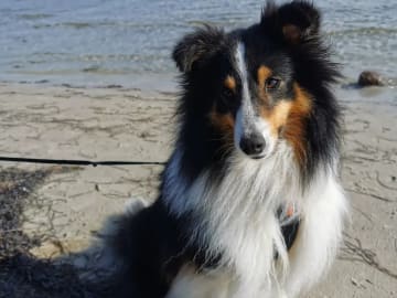 Shetland sheepdog · Köpingsvik · Stars Of Moon