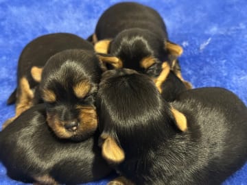 Yorkshireterrier · Valskog · Leximus