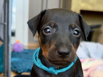 Manchesterterrier · Rennesøy · WestChester Kennel