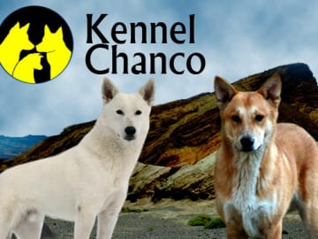 Kanaanhund · Alvesta · Chanco´s