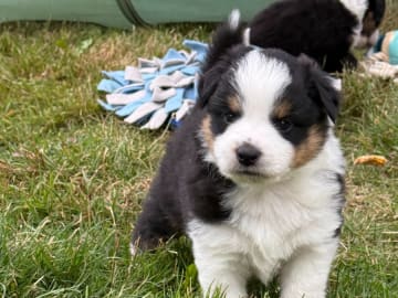 Miniature American Shepherd · Vittsjö · Kewonne
