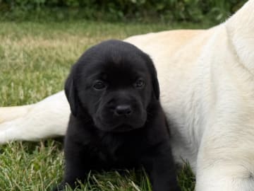 Labrador retriever · Vagnhärad · Unbridled Unicorn