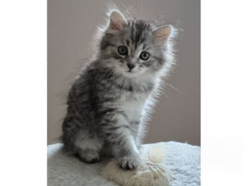 Sibirisk katt · Köpingsvik · S*Silkedals