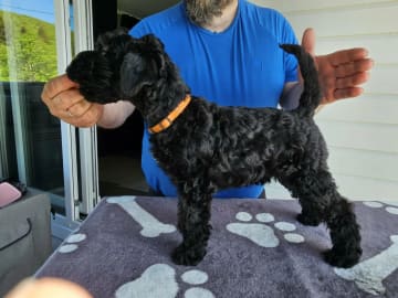 Kerry blue terrier · Stokmarknes · Blueshamrock