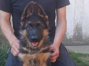 Tysk Schäferhund · Sölvesborg · Ebafarmens