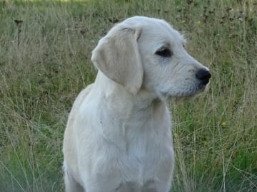 Labradoodle · överkalix · Humlehjarta