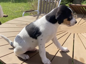 Dansk-svensk gårdhund · Hjørring · Arne Mejlhede