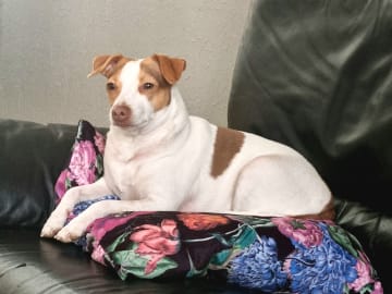 Dansk-svensk gårdshund · Karlstad · Pepparkakshusets kennel