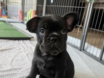 French Bulldog · Munka-ljungby · Skogslyckan