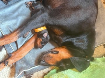 Manchester Terrier · Rennesøy · WestChester Kennel