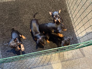 English toy terrier · Luleå · Snowfly's