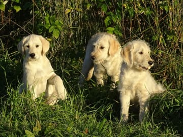Labradoodle · överkalix · Humlehjarta