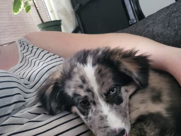 My Sweet Monster