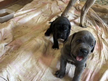 Cane corso · Västerås · Lucy