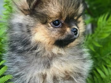 Pomeranian