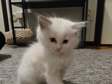Ragdoll · Norrköping · Benjamin I.