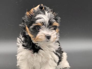 Biewer terrier · Myking · Golden Dreampaws