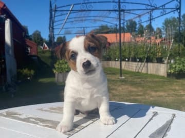 Jack russell terrier · Danderyd · Djursholms tassar