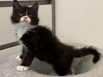 Maine Coon · Motala · SE*Power Tail’s